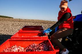 Galicia Garlic Planting In Lesser Poland Region