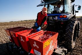 Galicia Garlic Planting In Lesser Poland Region