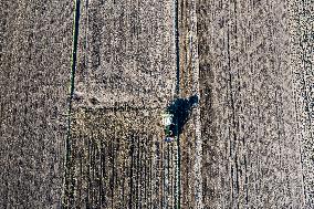 Galicia Garlic Planting In Lesser Poland Region