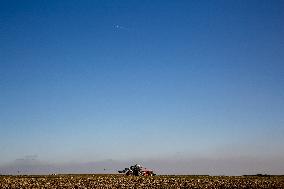 Galicia Garlic Planting In Lesser Poland Region