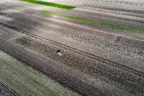 Galicia Garlic Planting In Lesser Poland Region