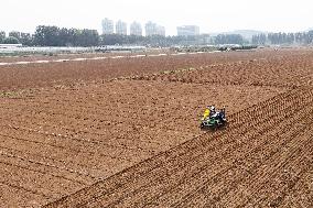 Winter Wheat Sowing in Yantai