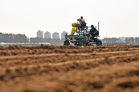 Winter Wheat Sowing in Yantai