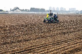 Winter Wheat Sowing in Yantai