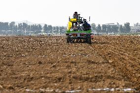 Winter Wheat Sowing in Yantai