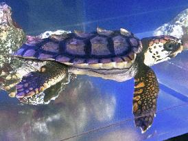 Loggerhead sea turtle