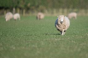 Sheep Farm In New Zealand