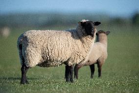 Sheep Farm In New Zealand