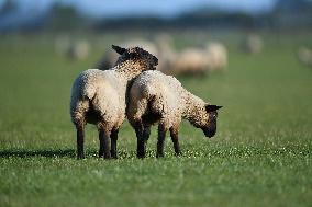 Sheep Farm In New Zealand