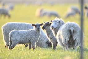 Sheep Farm In New Zealand