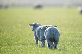 Sheep Farm In New Zealand