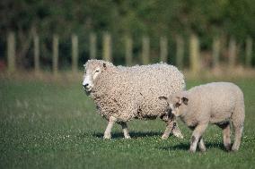 Sheep Farm In New Zealand