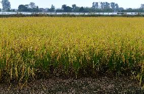 An Ecological Breeding Base in Hai 'an