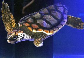 Loggerhead sea turtle