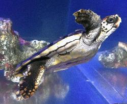 Loggerhead sea turtle