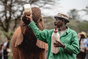 Elephant Orphanage - Nairobi