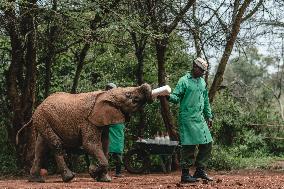 Elephant Orphanage - Nairobi