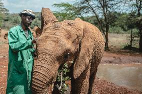 Elephant Orphanage - Nairobi