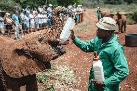 Elephant Orphanage - Nairobi