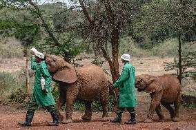 Elephant Orphanage - Nairobi