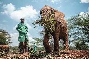 Elephant Orphanage - Nairobi