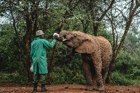 Elephant Orphanage - Nairobi