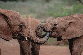 Elephant Orphanage - Nairobi