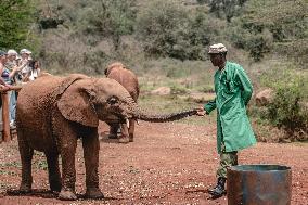 Elephant Orphanage - Nairobi