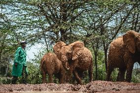 Elephant Orphanage - Nairobi