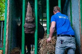 An Adult Male Rhino Moves From Netherlands To Belgium.