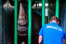 An Adult Male Rhino Moves From Netherlands To Belgium.