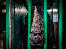 An Adult Male Rhino Moves From Netherlands To Belgium.