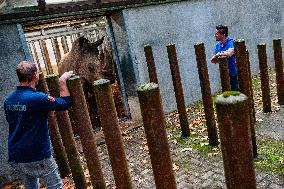 An Adult Male Rhino Moves From Netherlands To Belgium.