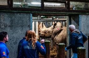 An Adult Male Rhino Moves From Netherlands To Belgium.