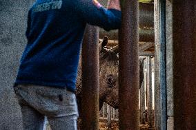 An Adult Male Rhino Moves From Netherlands To Belgium.