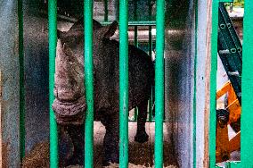 An Adult Male Rhino Moves From Netherlands To Belgium.