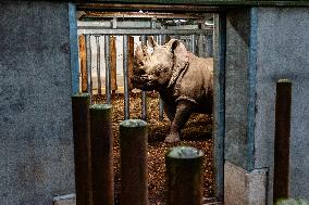 An Adult Male Rhino Moves From Netherlands To Belgium.