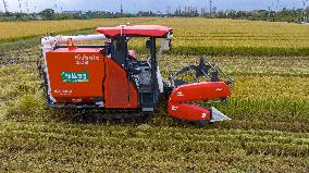 An Organic Rice Planting Base in Taicang