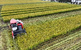 An Organic Rice Planting Base in Taicang