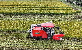 An Organic Rice Planting Base in Taicang