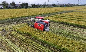 An Organic Rice Planting Base in Taicang