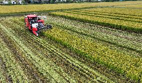 An Organic Rice Planting Base in Taicang