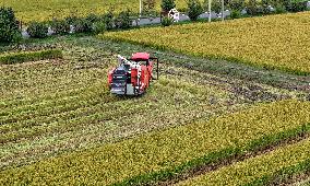 An Organic Rice Planting Base in Taicang