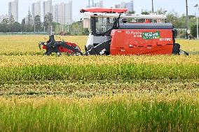 An Organic Rice Planting Base in Taicang