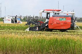 An Organic Rice Planting Base in Taicang