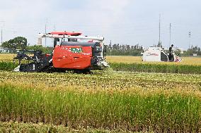 An Organic Rice Planting Base in Taicang