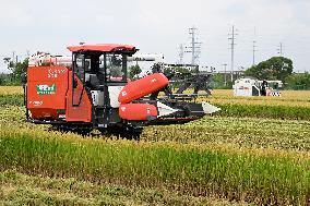 An Organic Rice Planting Base in Taicang