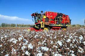 Xinjiang Cotton Harvest