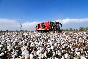 Xinjiang Cotton Harvest