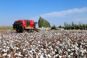 Xinjiang Cotton Harvest